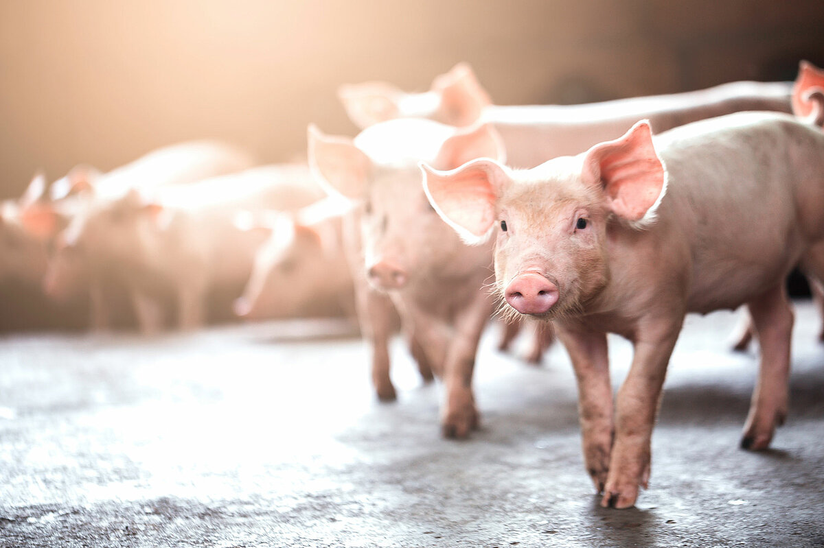 Waschroboter im Schweinestall: Silikondichtungen schützen das Steuerelement